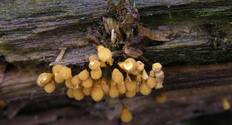 Hemitrichia clavata (Pers.) Rostaf.